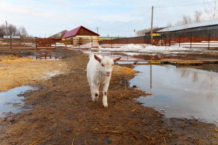 Téléchargez les photos : Jeune bébé chèvre est vu debout à côté d'une chèvre adulte mature dans une ferme. - en image libre de droit