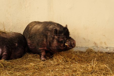 Téléchargez les photos : Le porc se prélasse au sommet d'un monticule de foin dans un cadre agricole. Concentration sélective - en image libre de droit