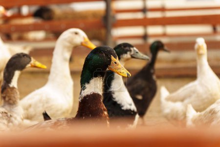 Téléchargez les photos : Les canards sont gracieusement debout côte à côte, montrant leurs plumes vibrantes et leur comportement tranquille à la ferme - en image libre de droit