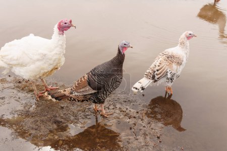 Turkey farm, turkey close-up, turkey rearing concept. Selective focus