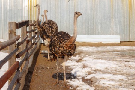 Avestruz se encuentra en la tierra cerca de una cerca en una granja de avestruces, observando sus alrededores.