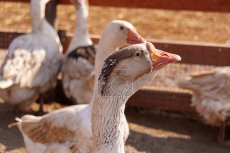 El grupo de gansos está coexistiendo pacíficamente dentro de una zona vallada en una granja
