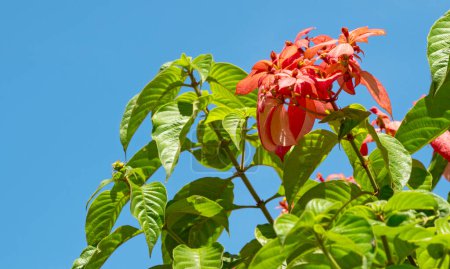 Photo for Blooming red flowers of Mussaenda erythrophylla or Ashanti blood in India - Royalty Free Image