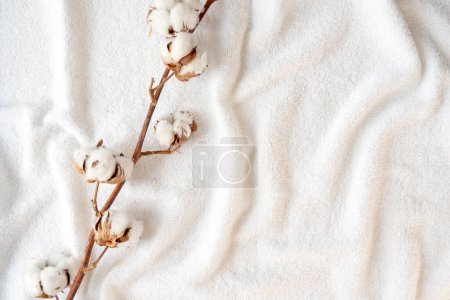 Photo for Dried branch of cotton plant with flowers on soft white elegance towel, space for text - Royalty Free Image