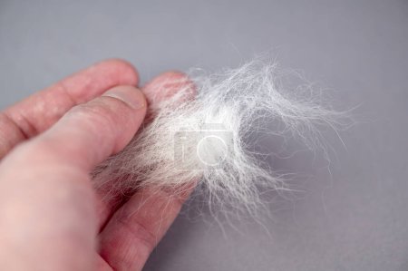 Person holding white fur or wool of domestic pet cat or dog