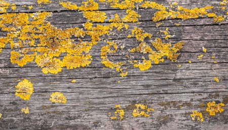 Yellow lichen, moss on old wooden board as texture or background