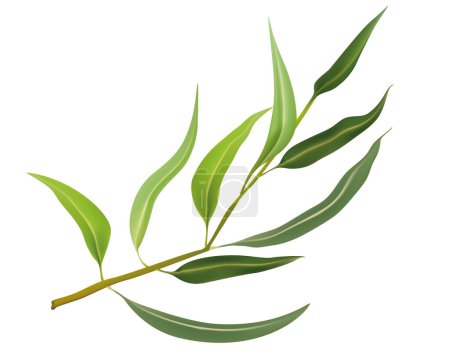 Vector illustration twig of eucalyptus leaves isolated. Branch of natural eucalyptus leaves on white background. Botanical plant. Medicinal and aromatic herb. Aromatherapy