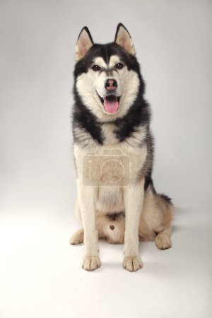 Photo for A black Siberian Husky boy is sitting on a white background - Royalty Free Image