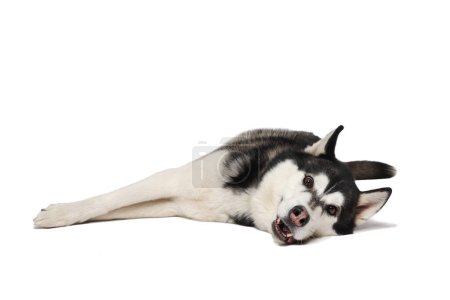 Black boy Siberian Husky lies on a white background.