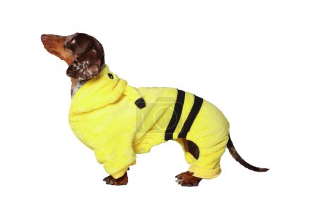Marble dachshund girl, very funny. In a yellow suit. White background