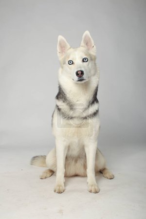 Portrait de fille grise husky sibérien regardant vers vous sur un fond blanc