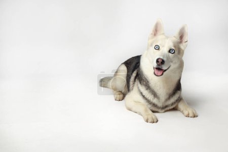 Photo for Gray Siberian husky girl. The dog is lying down. White background - Royalty Free Image