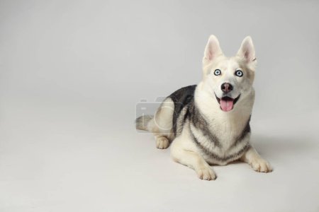 Chica husky siberiana gris. El perro está acostado. Fondo blanco