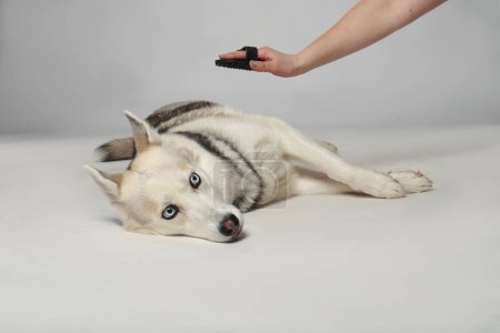 Foto de Chica husky siberiana gris. El perro es peinado con un cepillo. Aseo - Imagen libre de derechos