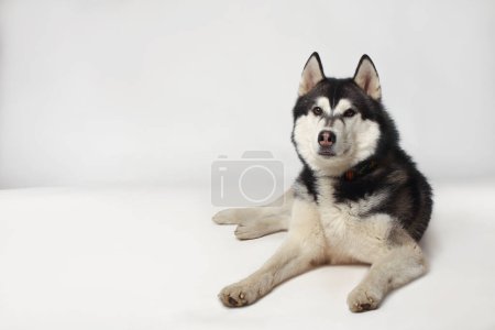 Photo for Black boy Siberian Husky lies on a white background. - Royalty Free Image