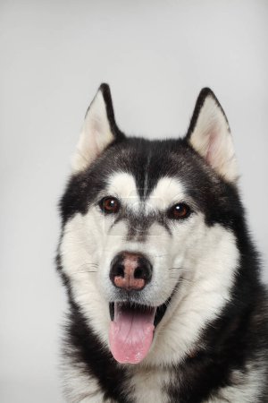 Photo for A black Siberian Husky boy is sitting on a white background. Portrait - Royalty Free Image