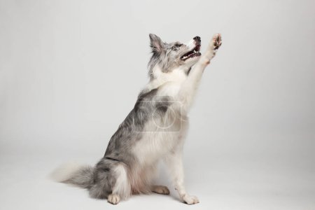Border Collie Dog.Ein weißer grauer Hund gibt Pfoten. Porträt im Atelier, weißer Hintergrund