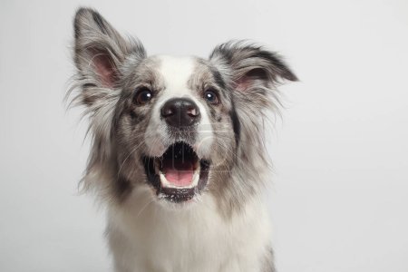 Border Collie Dog.Ein weißer grauer Hund sitzt. Porträt im Atelier, weißer Hintergrund