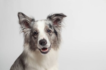 Border Collie Dog.Ein weißer grauer Hund sitzt. Porträt im Atelier, weißer Hintergrund