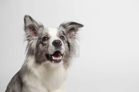 Border collie dog.A white gray dog is sitting. Portrait in the studio, white background