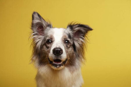 Border Collie Hund. Der weißgraue Hund ist fröhlich, lebhaft, sitzend. Studioporträt, gelber Hintergrund