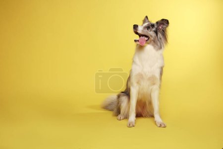Photo for Border collie dog. The white-gray dog is cheerful, active, sitting. Studio portrait, yellow background - Royalty Free Image