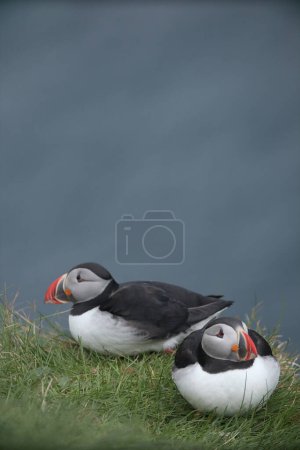 Photo for Atlantic Puffins bird or common Puffin on ocean blue background.Faroe islands. Norway most popular birds.  Fratercula arctica - Royalty Free Image