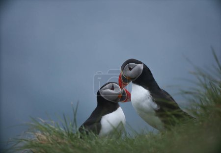 Photo for Atlantic Puffins bird or common Puffin on ocean blue background.Faroe islands. Norway most popular birds.  Fratercula arctica - Royalty Free Image