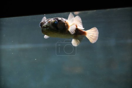 Téléchargez les photos : Du poisson Fugu dans un aquarium. Les yeux brillent. Yeux effrayants et mystiques. - en image libre de droit