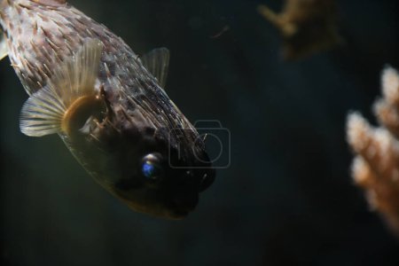 Photo for Fugu fish in an aquarium. The eyes are glowing. Scary and mystical eyes. - Royalty Free Image