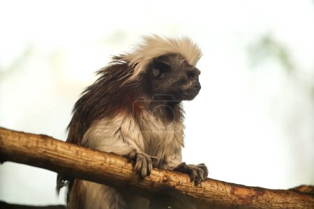 Foto de Pequeños monos marmoset. Posando para una foto. Parque salvaje. Contacto con animales. - Imagen libre de derechos
