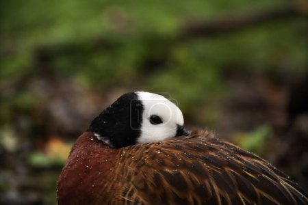 Photo for White-faced duck with raindrops portrait. Posing for a photo. Wild park. Contact with animals. - Royalty Free Image