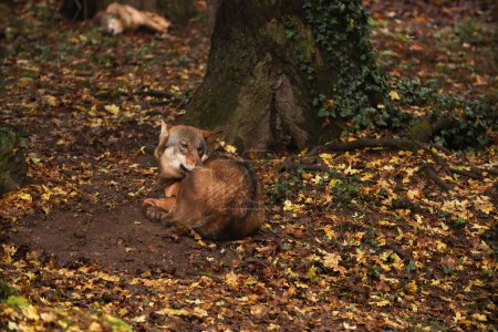 Téléchargez les photos : Un loup sauvage dort dans une feuille sous un arbre. Je pose pour une photo. Parc sauvage. Contact avec les animaux. - en image libre de droit
