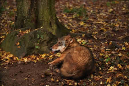 Téléchargez les photos : Un loup sauvage dort dans une feuille sous un arbre. Je pose pour une photo. Parc sauvage. Contact avec les animaux. - en image libre de droit