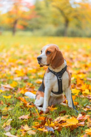 Foto de Lindo beagle pacientemente espera sentado en un parque durante el otoño - Imagen libre de derechos