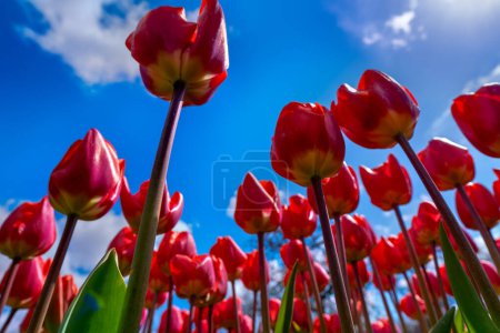 Foto de Maravíllate ante la gracia de Tulipa agenensis, comúnmente conocido como Eastern Star Tulip, desde un punto de vista único debajo, ubicado contra el lienzo de un cielo azul claro. - Imagen libre de derechos