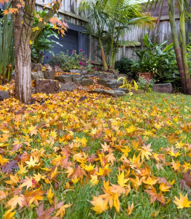 Foto de Caída de oro u hojas de otoño en la hierba verde en un jardín del patio trasero - Imagen libre de derechos
