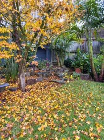 Téléchargez les photos : Automne doré ou feuilles d'automne sur l'herbe verte dans un jardin d'arrière-cour - en image libre de droit