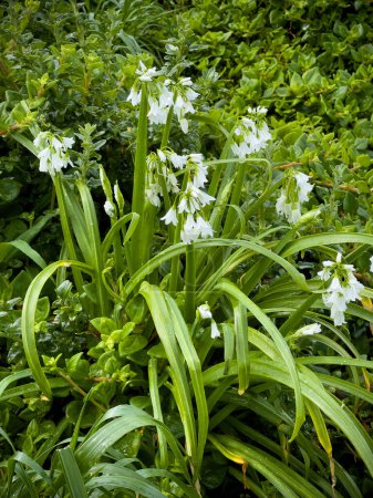 Photo for Wild growing Allium triquetrum known commonly as onion weed, three cornered leek or three cornered garlic - Royalty Free Image