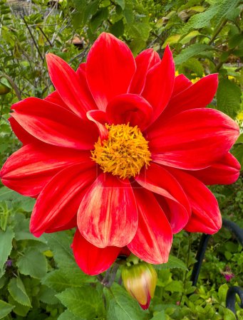 Foto de Hermosa flor roja Dhalia Dahlia Variabilis de cerca - Imagen libre de derechos