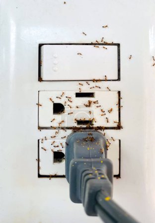 Téléchargez les photos : Infestation de fourmis dans une prise électrique pour le concept de lutte antiparasitaire à domicile - en image libre de droit