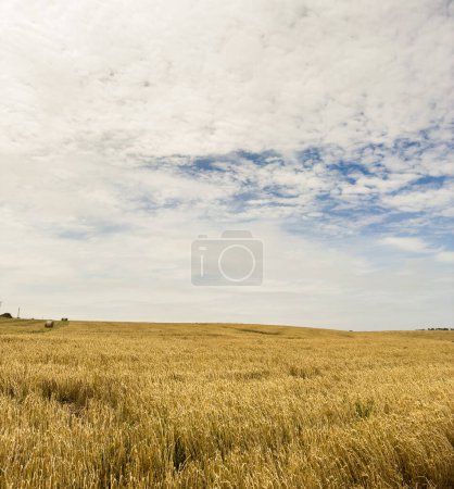 Téléchargez les photos : Les champs de céréales prêts pour la récolte s'étendent au loin en Australie du Sud - en image libre de droit
