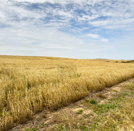 Photo for Fields of grain ready for harvest stretch into the distance in South Australia - Royalty Free Image
