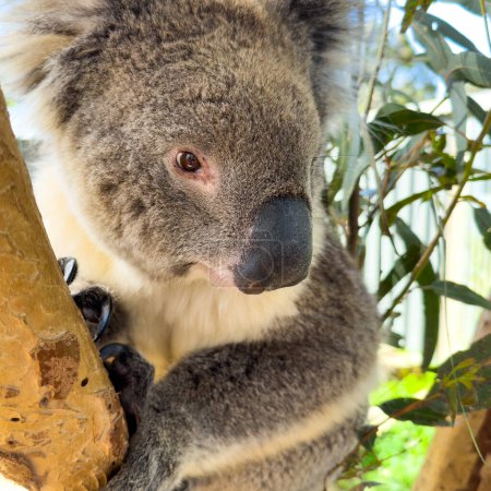 Téléchargez les photos : Un ours Koala originaire d'Australie est assis dans un gommier - en image libre de droit