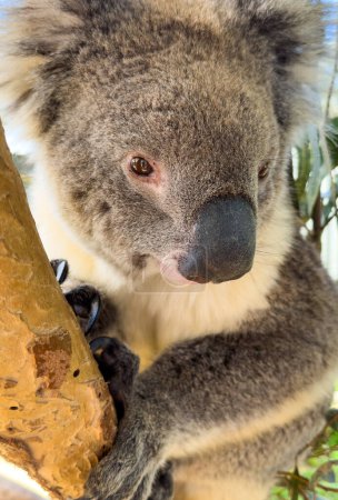 Téléchargez les photos : Un Koala originaire d'Australie est assis dans un gommier - en image libre de droit