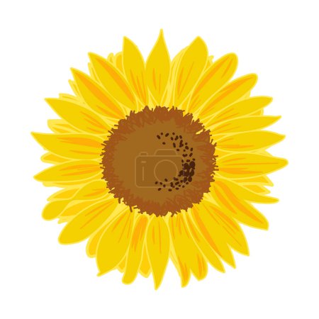 Illustration for Hand drawn sunflower in detail vector - Royalty Free Image