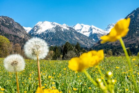 Foto de Increíble prado de flores y montañas cubiertas de nieve en el fondo. Baviera, Alpes, Allgau, Alemania. - Imagen libre de derechos