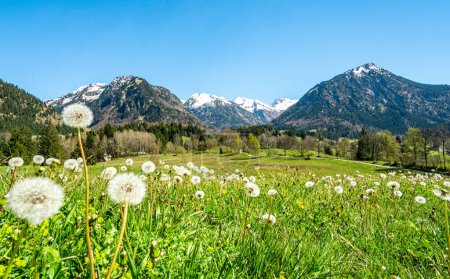 Foto de Increíble prado de flores y montañas cubiertas de nieve en el fondo. Baviera, Alpes, Allgau, Alemania. - Imagen libre de derechos