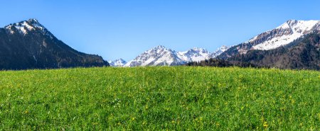 Foto de Hermosa pradera de hierba con pequeñas flores amarillas. Montañas nevadas panorámicas con cielo azul claro. Oberstdorf, Baviera, Alpes, Allgau, Alemania. - Imagen libre de derechos
