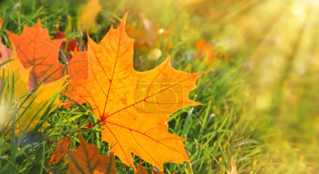 Téléchargez les photos : First Autumn Feuilles sur herbe verte dans le parc. Scène d'automne avec des feuilles tombées par temps ensoleillé. Feuilles d'érable colorées. Bannière - en image libre de droit